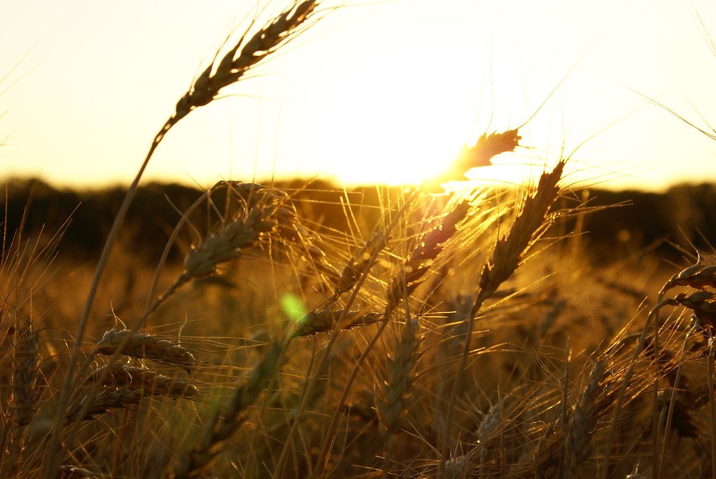 kansas wheat field