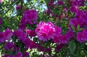 Arkansas azaleas in pink splendor, blossoms, azalea