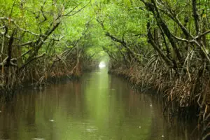 Florida Everglades