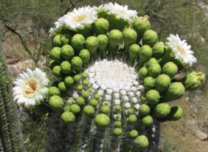 arizona saguaro
