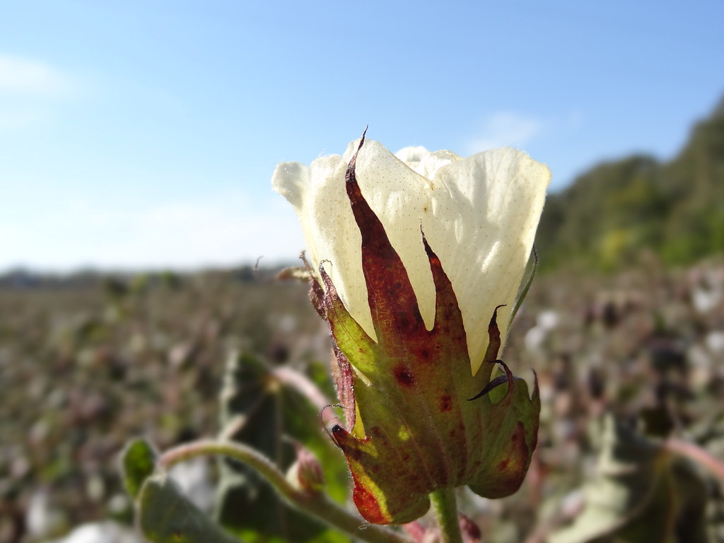 Alabama cotton flower against the sky