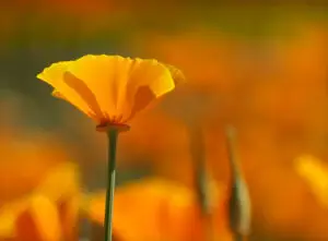 california poppy