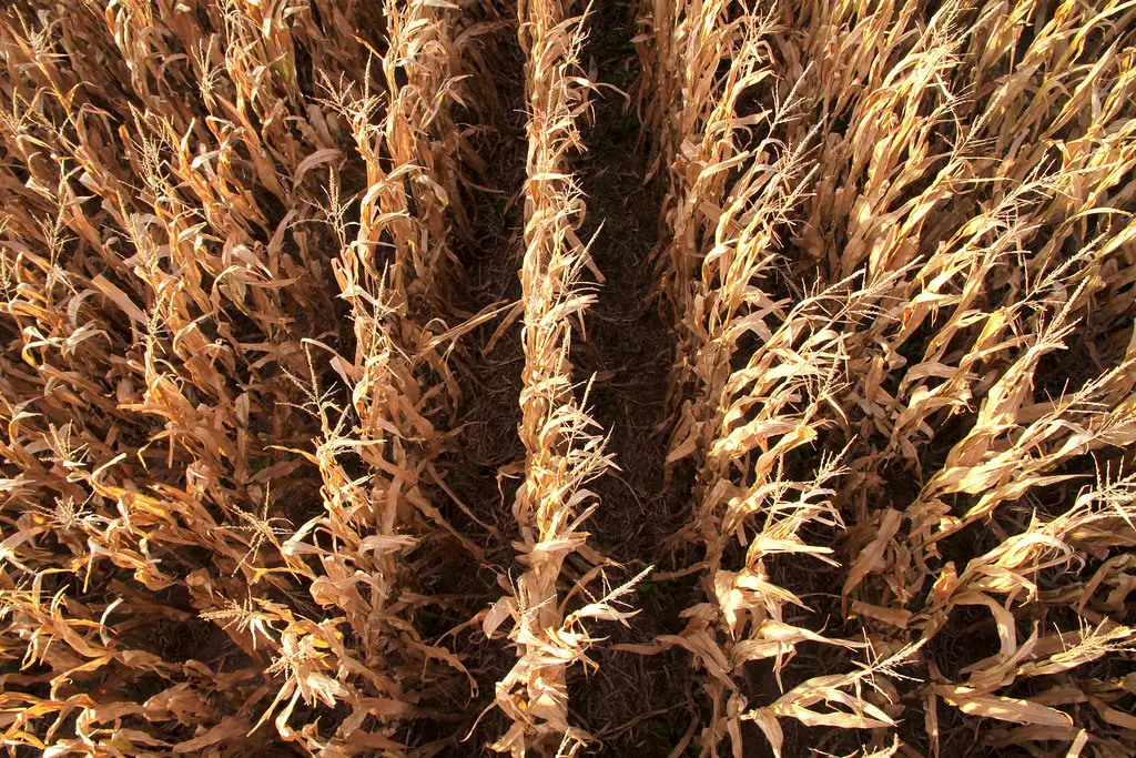 iowa corn from above