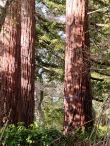 redwood trees