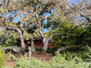 The Mathews House behind gnarly oak trees